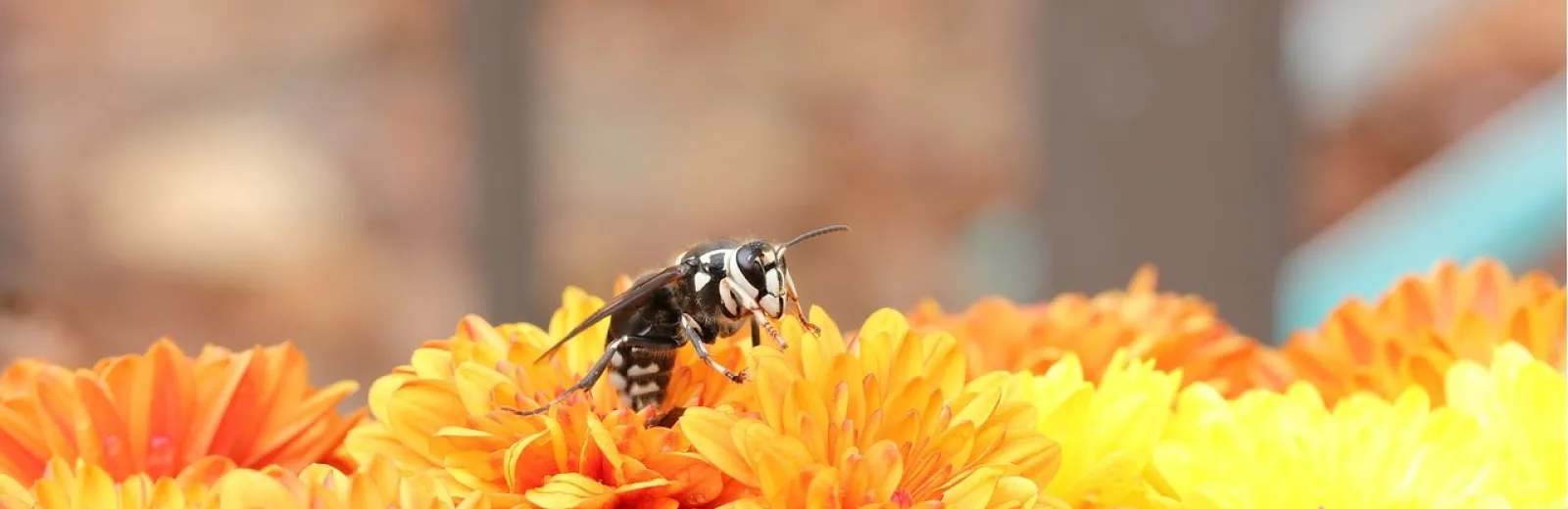 hornet on flowers