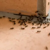 ants in a kitchen
