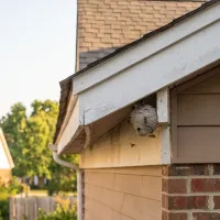 wasp nest on edge of home