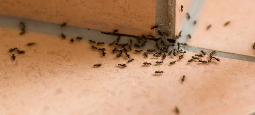 ants in a kitchen